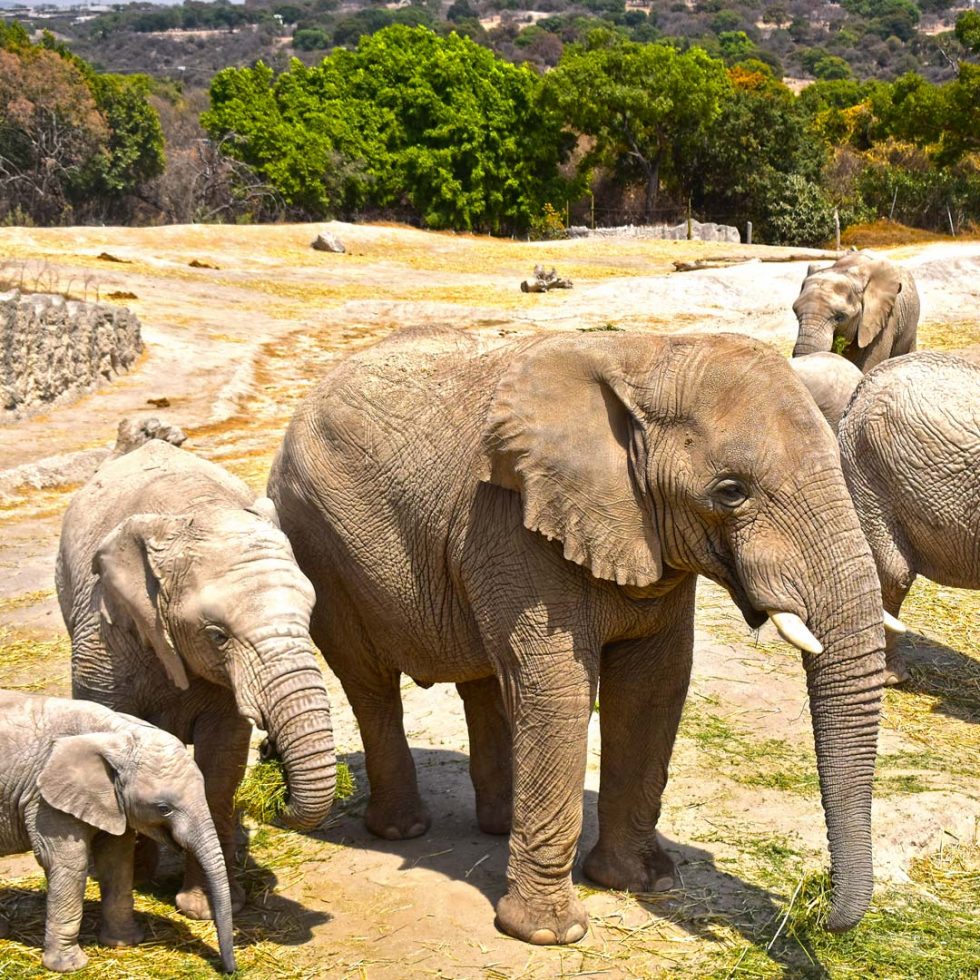 africam safari elefantes