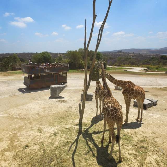 african safari puebla tours